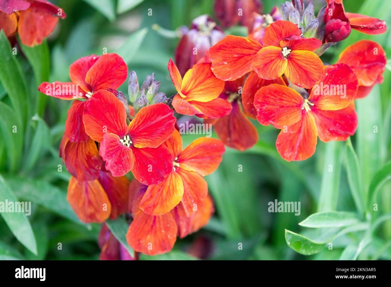 Erysimum cheiri, Rosso, Cheiranthus, Primavera, Fiore, Erbaceo, pianta Foto Stock
