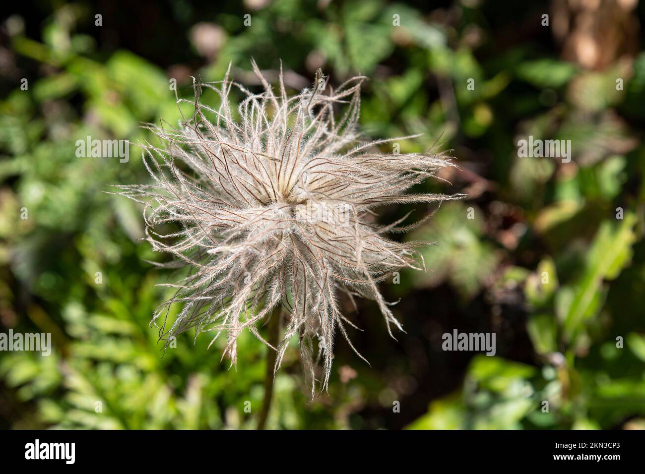 Primo piano di una siepe clematis fiore e semi Foto Stock