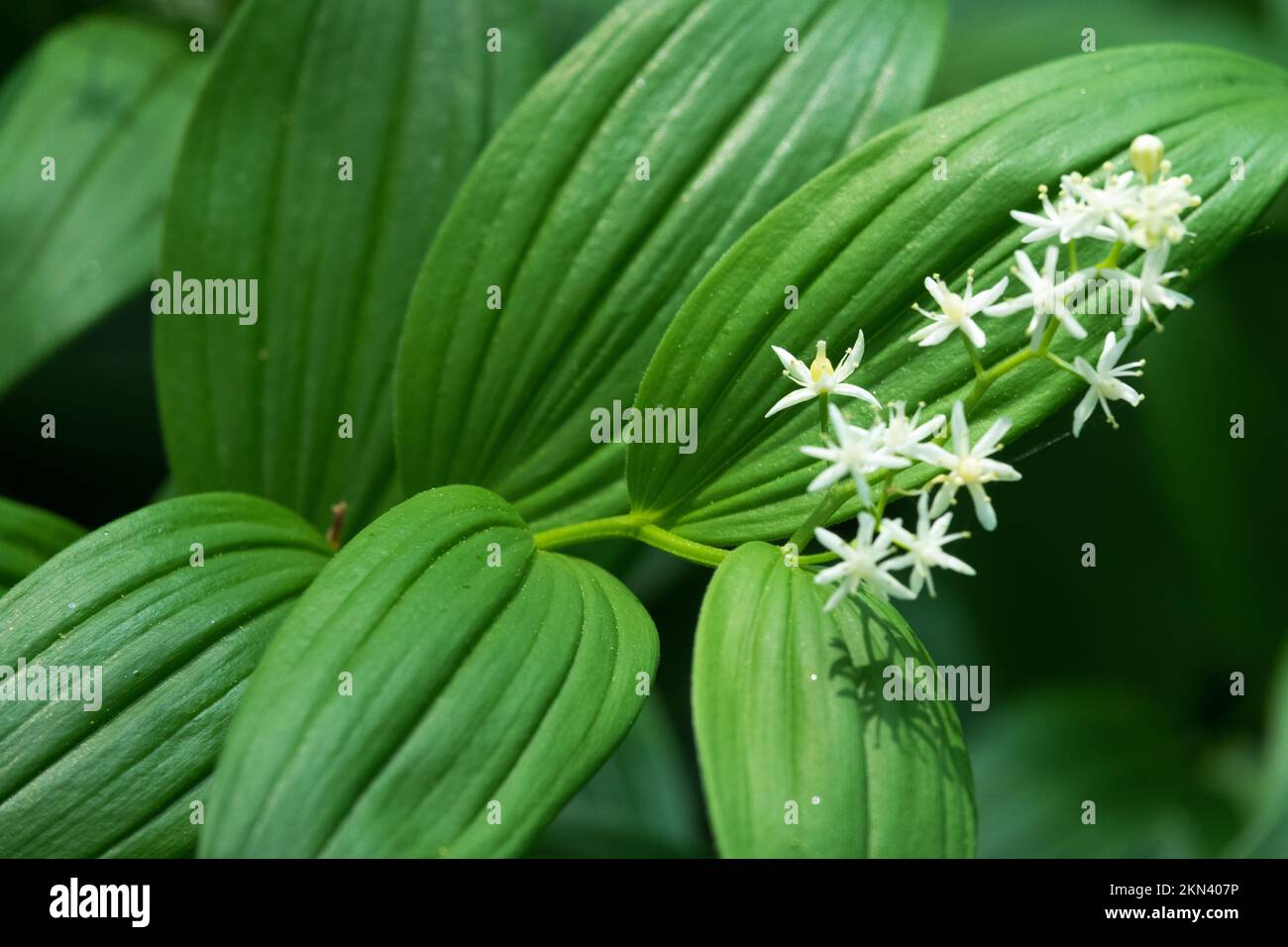 Maianthemum stellatum, Star Solomons sigillo, fioritura, pianta Foto Stock