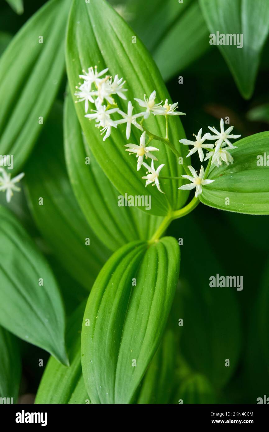 Foca di Salomone a pochi fiori, Maianthemum stellatum, Smilacina, Bianco, Smilac stellato, Fioritura Foto Stock