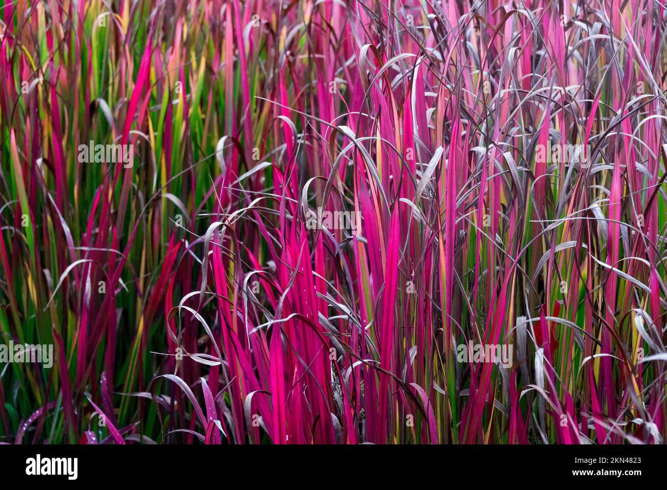 Erba Kunai, erba Blady, erba spada, erba di lancia, autunno, Cogongrass, Red, Grasses, Imperata cylindrica "Red Baron" Grasses ornamentali Foto Stock