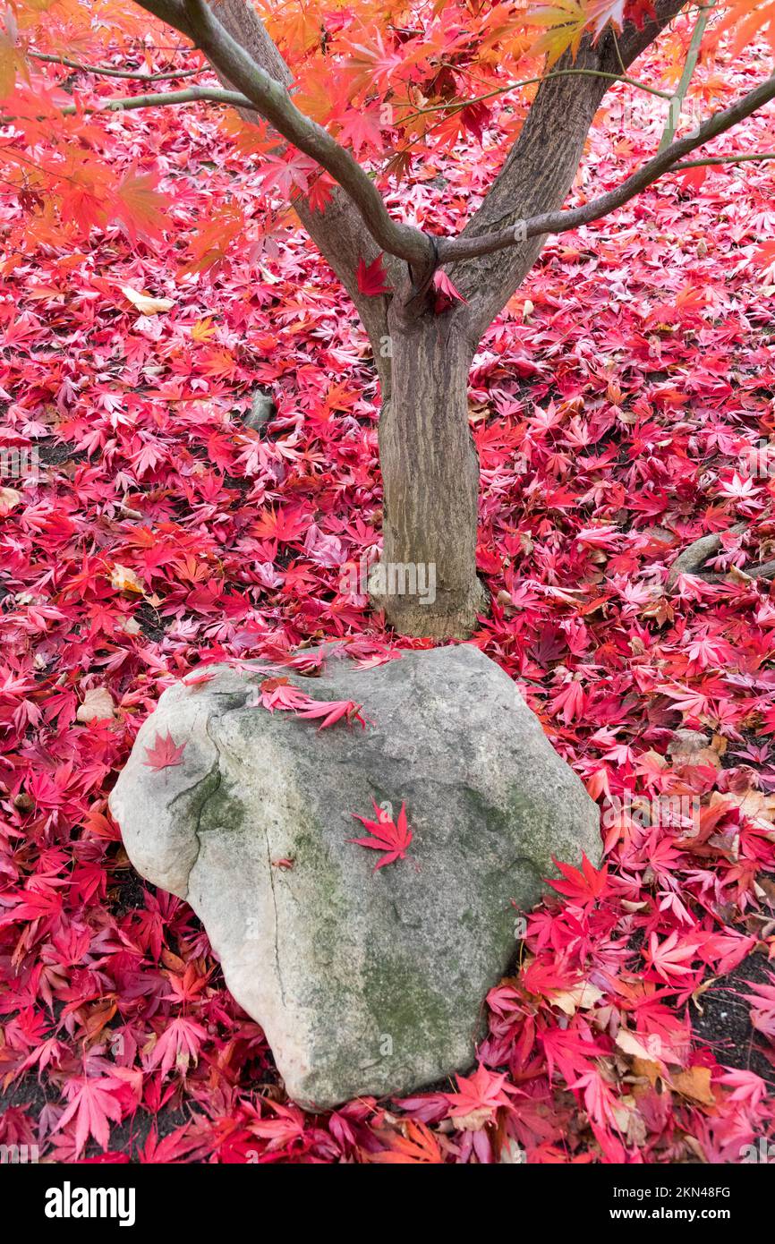 Autunno foglie di acero giapponese cadere sul terreno in giardino foglie rosse Foto Stock