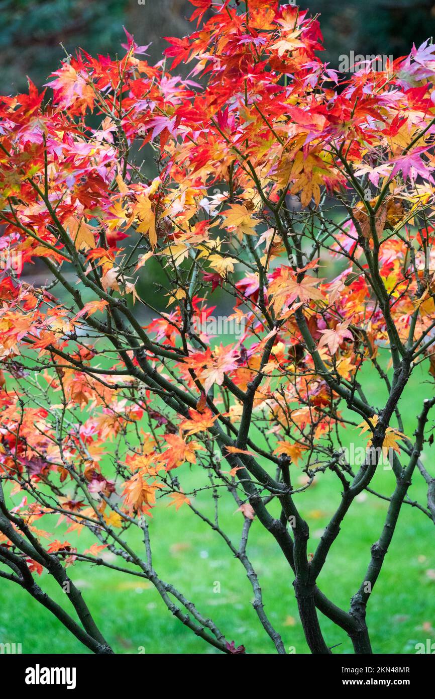 Piccolo, arbusto, acero giapponese, Acer palmatum 'Ryuzu', autunno Foto Stock