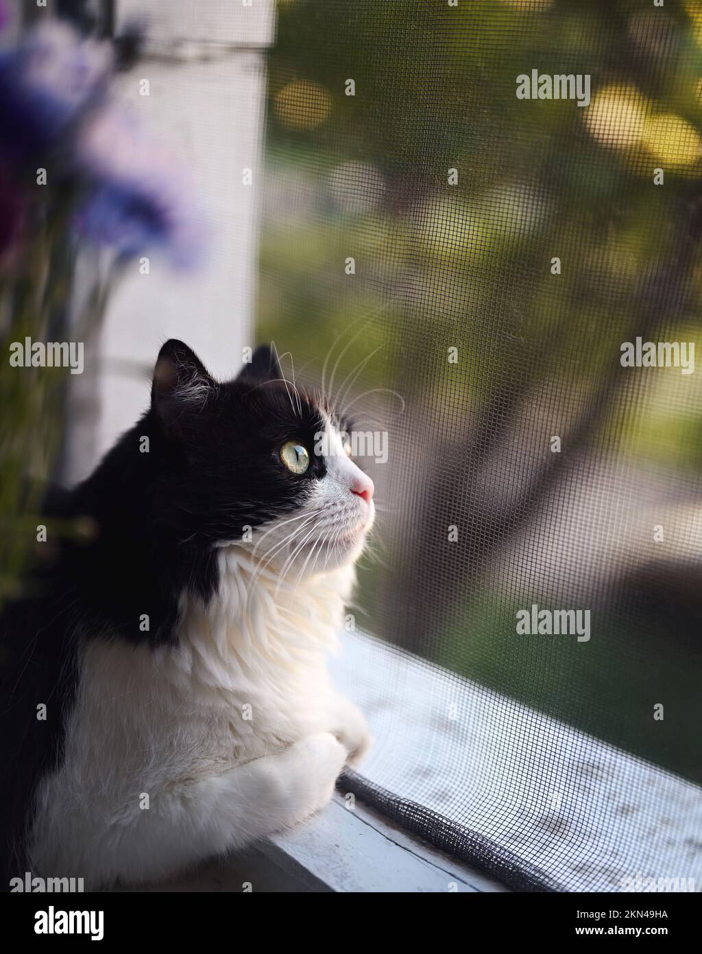 Un gatto bianco e nero guarda fuori dalla finestra attraverso una zanzariera. Fiori in primo piano, look attento. Foto Stock