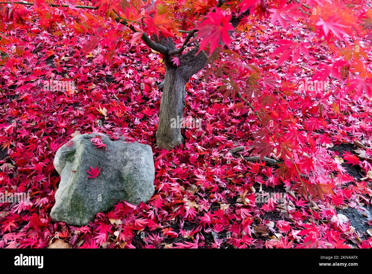 Autunno Acer palmatum foglie cadenti a terra in giardino foglie rosse pietra rosso autunno acero giapponese Acer palmatum caduto fogliame vista scena Foto Stock