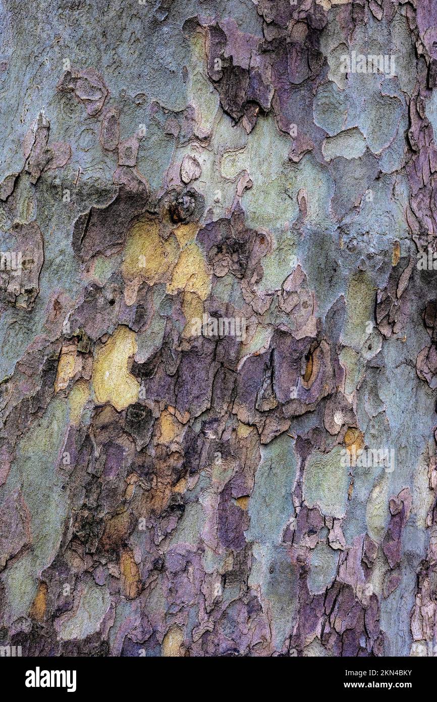 Astratto della texture di fondo della corteccia su un albero piano Foto Stock