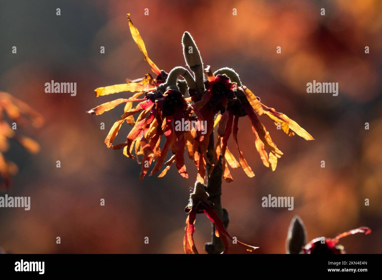 Primo piano Flower, Red, Witch hazel, Hamamelis x intermedia "Aurora" in inverno, arbusto fiorito Foto Stock