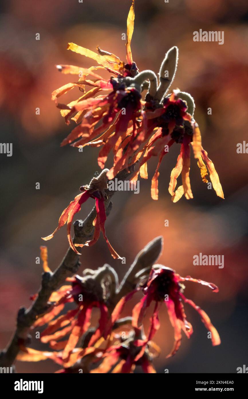 Fiore nocciolo di strega, Hamamelis 'Aurora' Inverno fiore sfondo blured Foto Stock