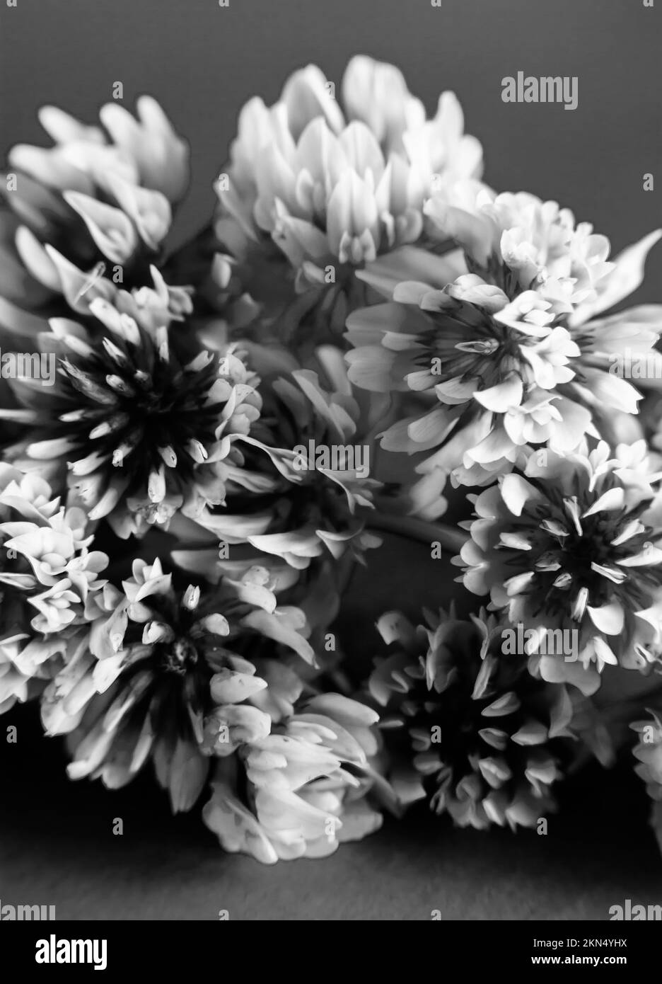 Classica foto in bianco e nero su lampadine di fiori di trifoglio in particolari di tranquillità naturale Foto Stock