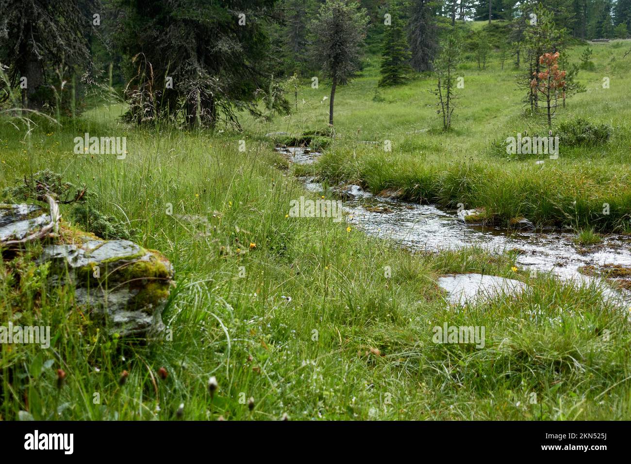 Prato di palude con ruscello Foto Stock