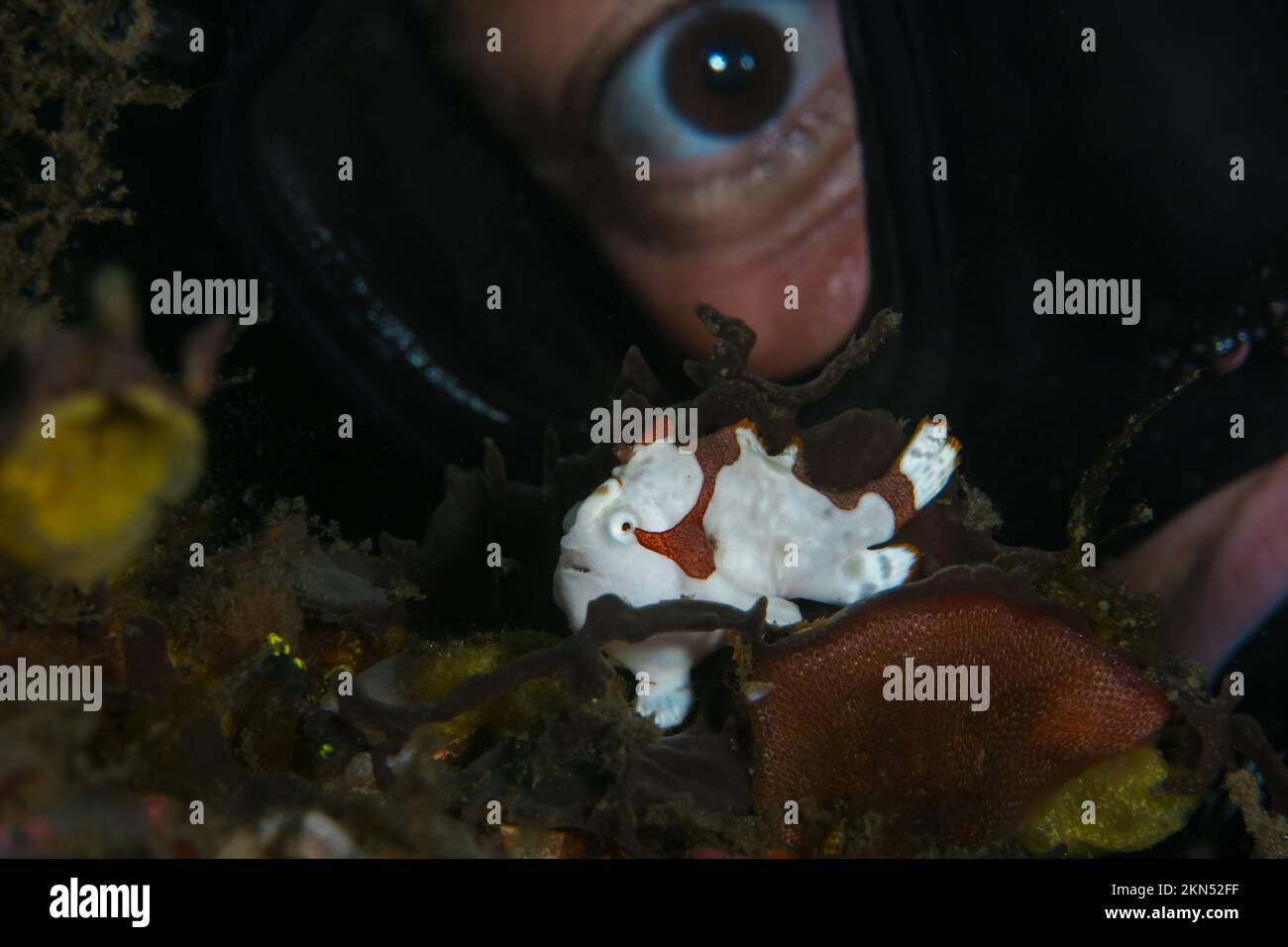 Subacqueo femminile che guarda la rana pescatrice mentre si tuffa in un muck Foto Stock