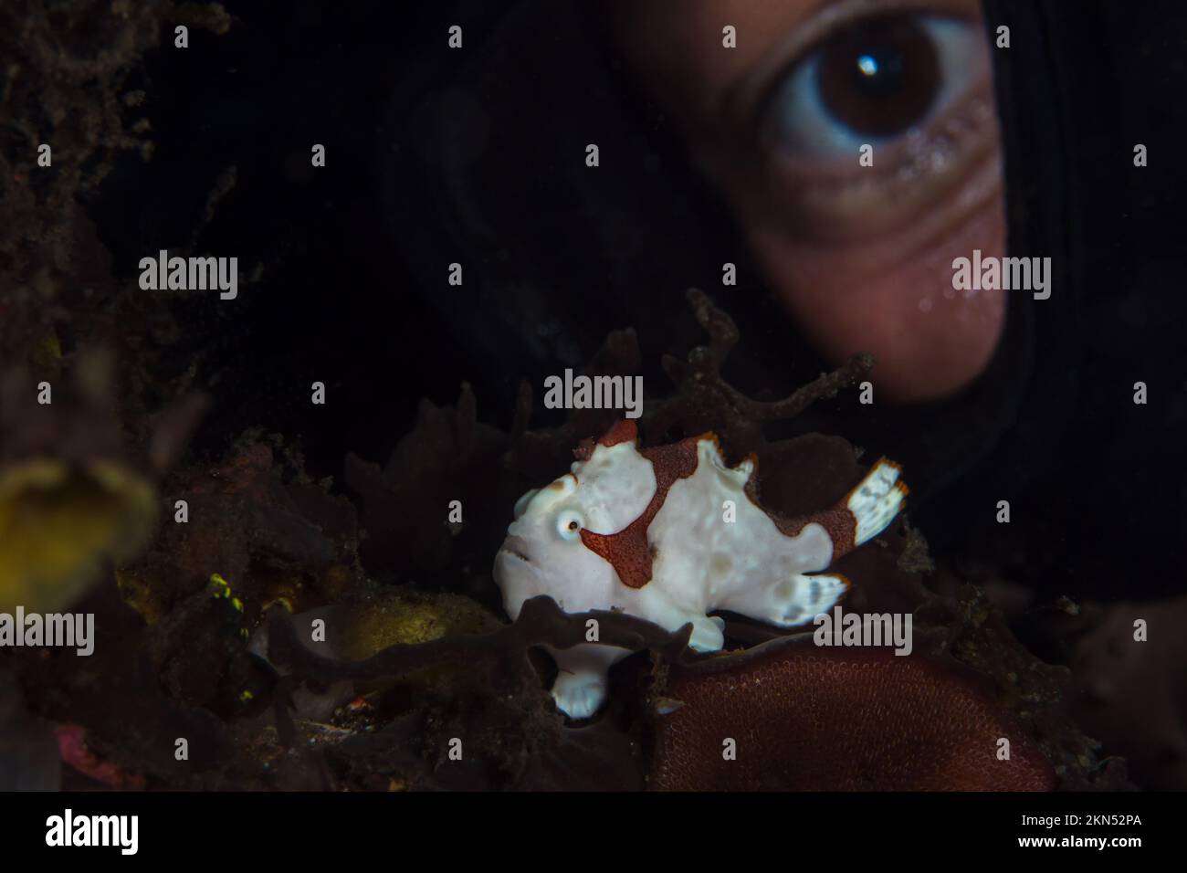 Subacqueo femminile che guarda la rana pescatrice mentre si tuffa in un muck Foto Stock