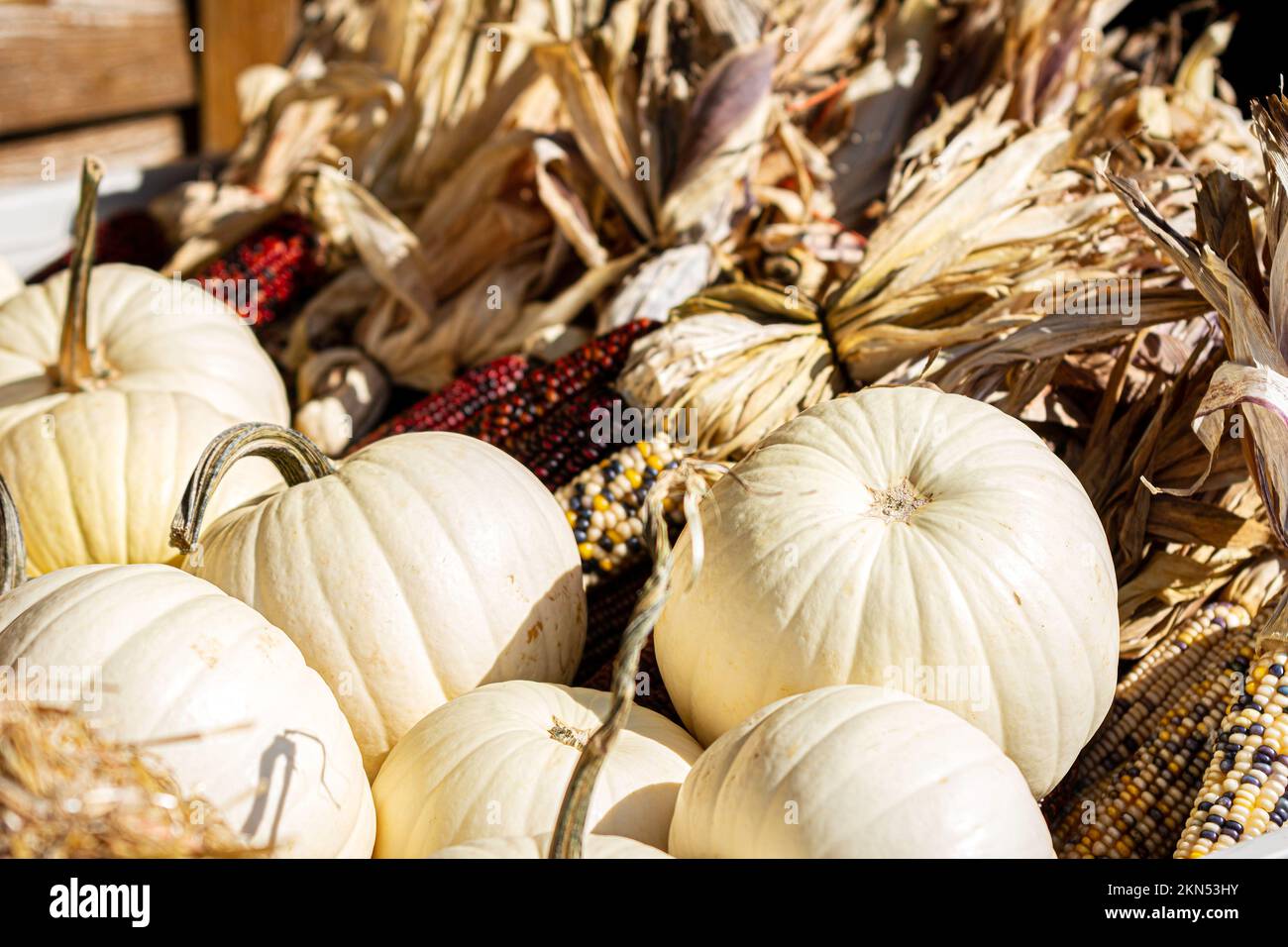Sfondo autunnale di zucche bianche e mais indiano colorato. Foto Stock