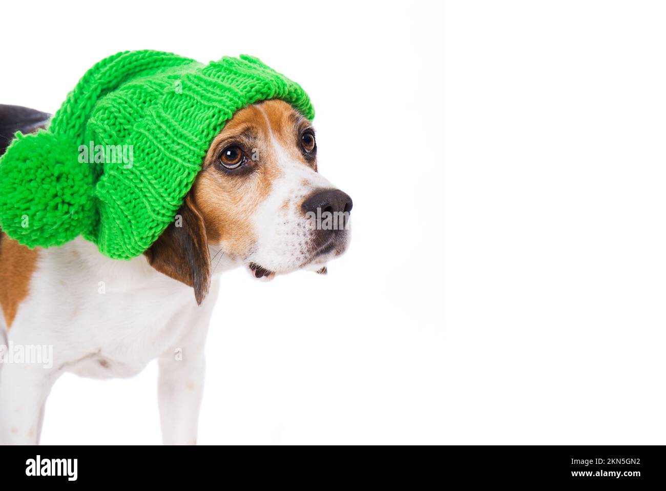 Cane beagle adulto isolato su sfondo bianco Foto Stock
