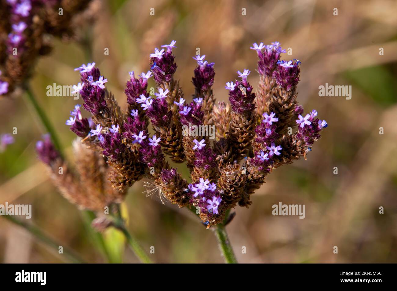 Orange Australia, fiori viola di fiori selvatici in sole Foto Stock