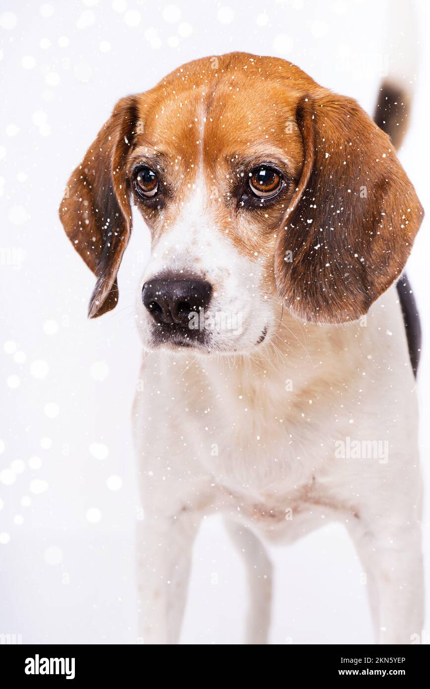 Cane Beagle con neve Foto Stock