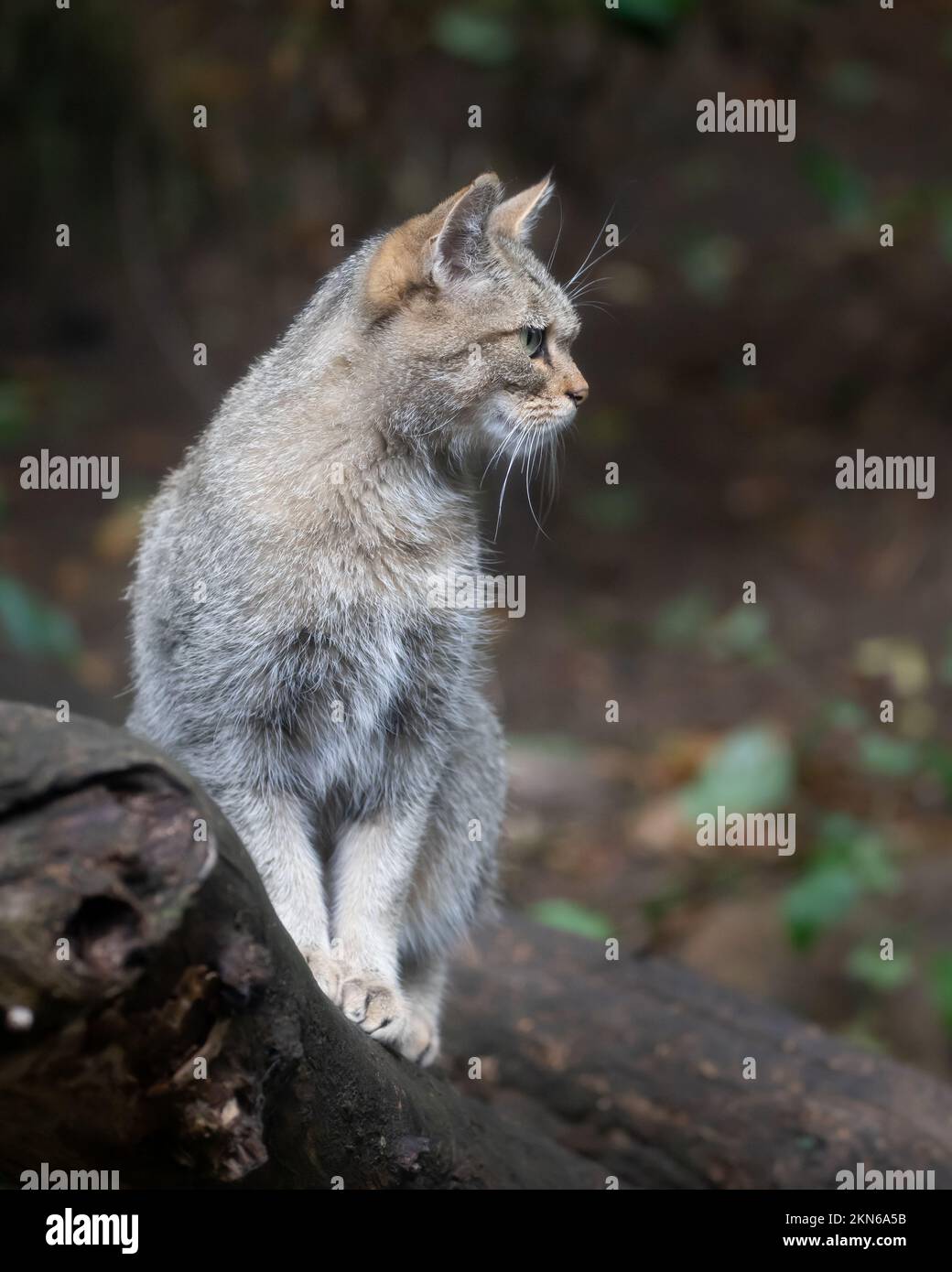 Un primo piano verticale di un gatto selvatico europeo, Felis silvestris profilo laterale seduto su un tronco di albero tagliato Foto Stock