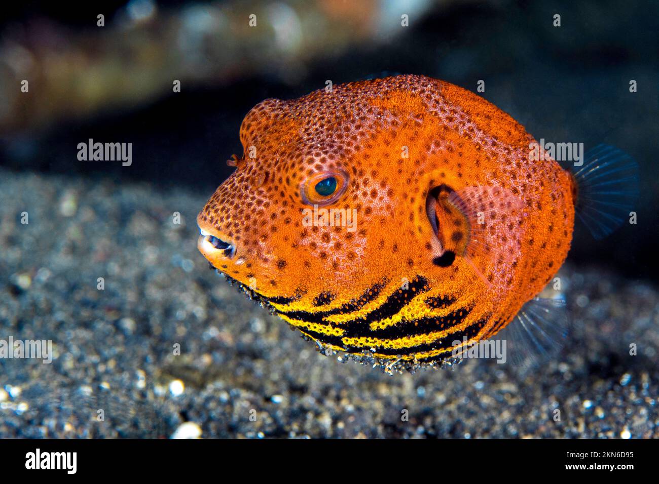 Splendida pinna di mare che nuotano sopra la barriera corallina sana nel Pacifico Indo Foto Stock