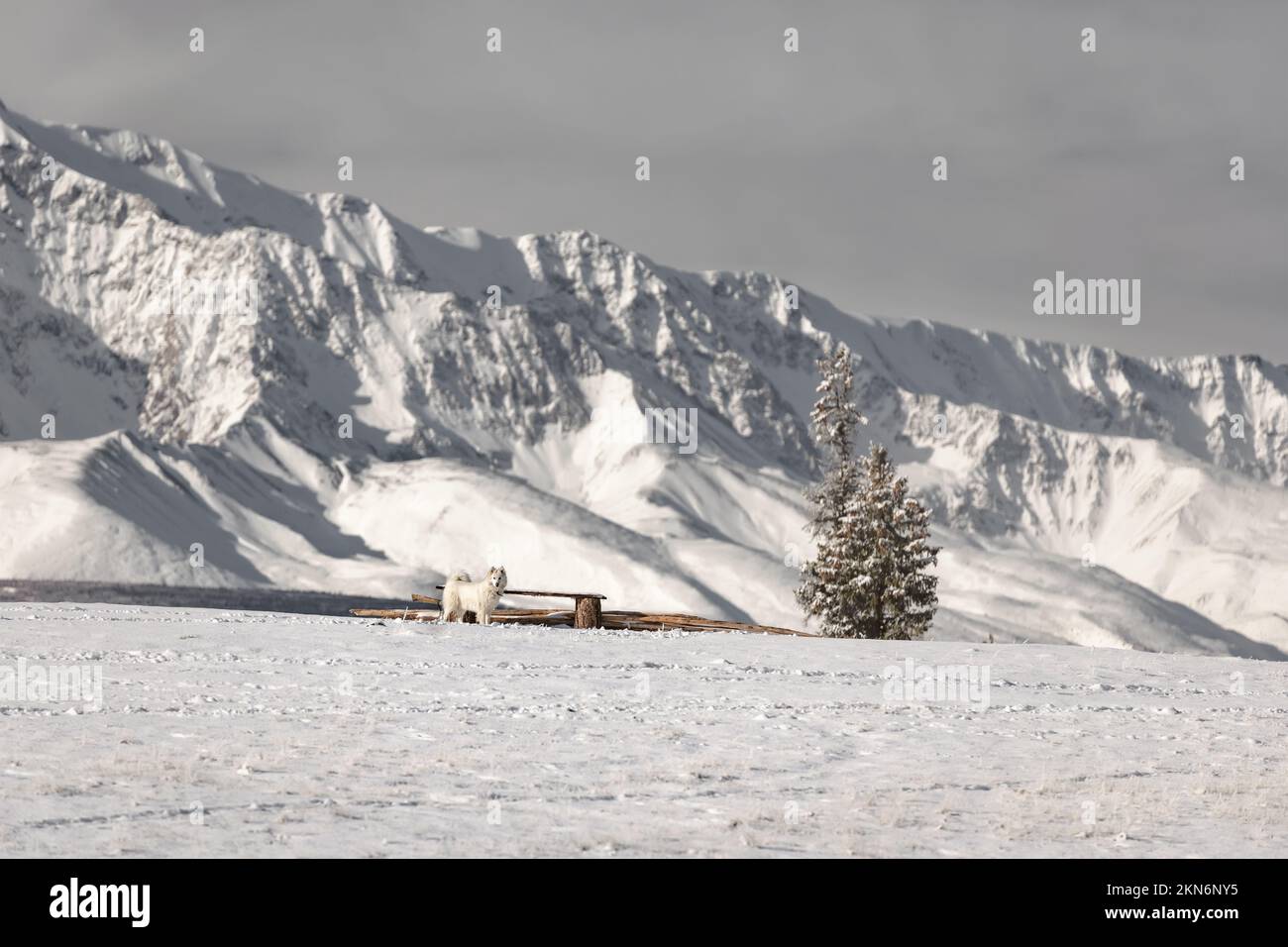 Montagne innevate Altai e cane bianco Husky a piedi durante l'inverno Foto Stock