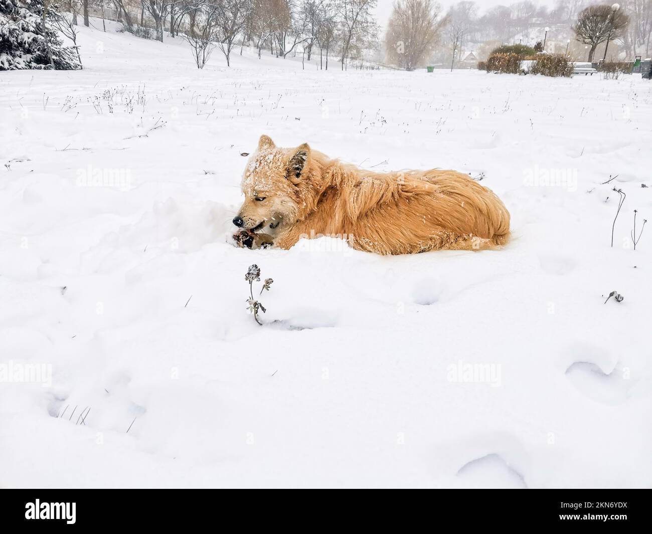 Cane irlandese inverno clima nevoso all'esterno Foto Stock