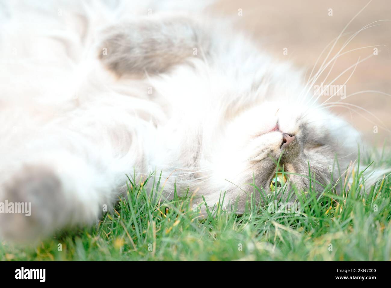 Un gatto giace nell'erba Foto Stock