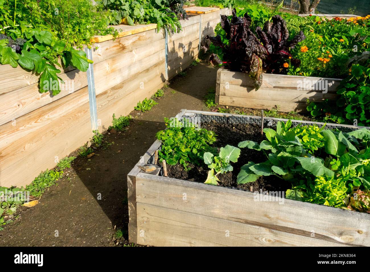 Letto rialzato, orto vegetale, allotment, coltivazione di verdure Foto Stock