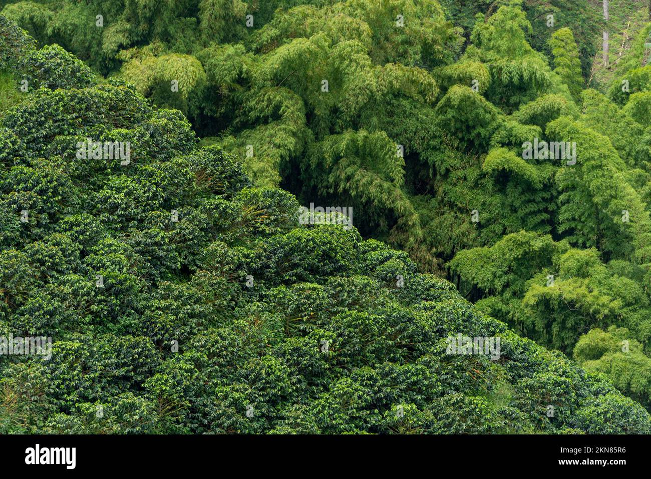 Foresta di bambù e campo di piante di caffè in Manizales , Caldas, Antioquia , Colombia - foto d'archivio Foto Stock