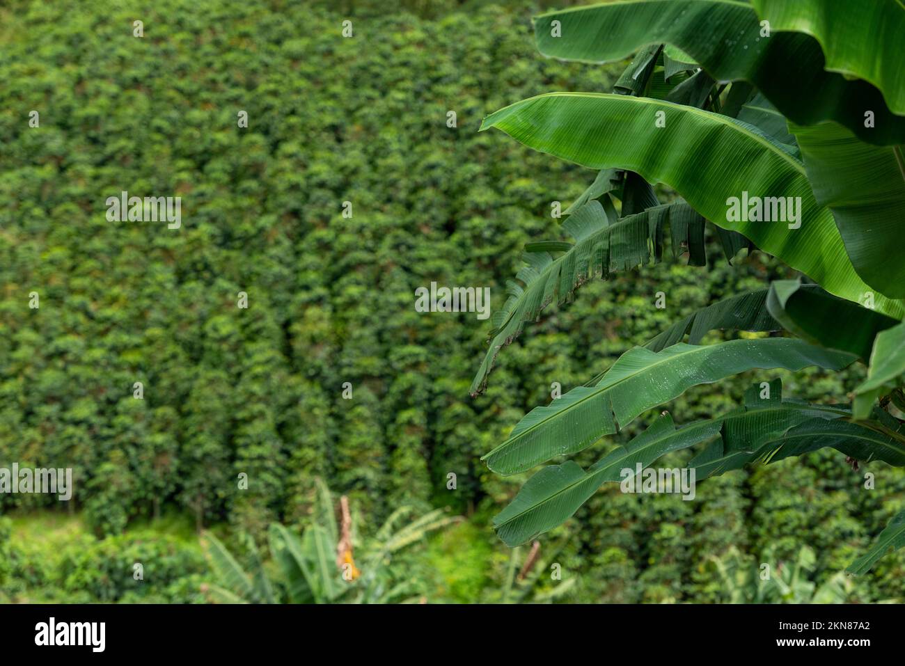 Campo di piante da caffè a Manizales , Caldas, Antioquia , Colombia - foto d'archivio Foto Stock