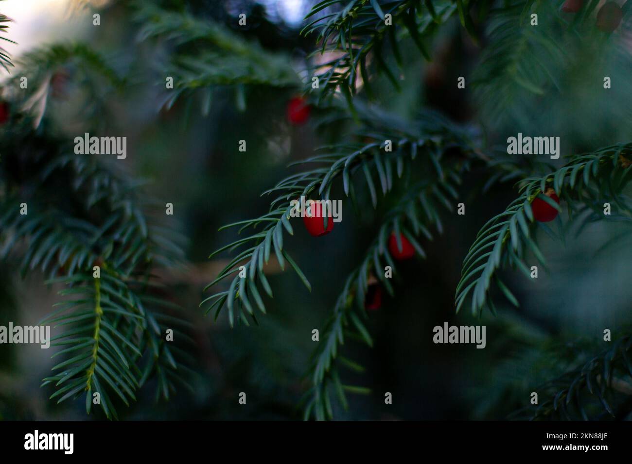 Primo piano Taxus wallichiana, il tasso himalayano – rami con foglie verdi sottili e cono di semi rosso simile a bacca. Albero di conifere sempreverdi. Foto Stock