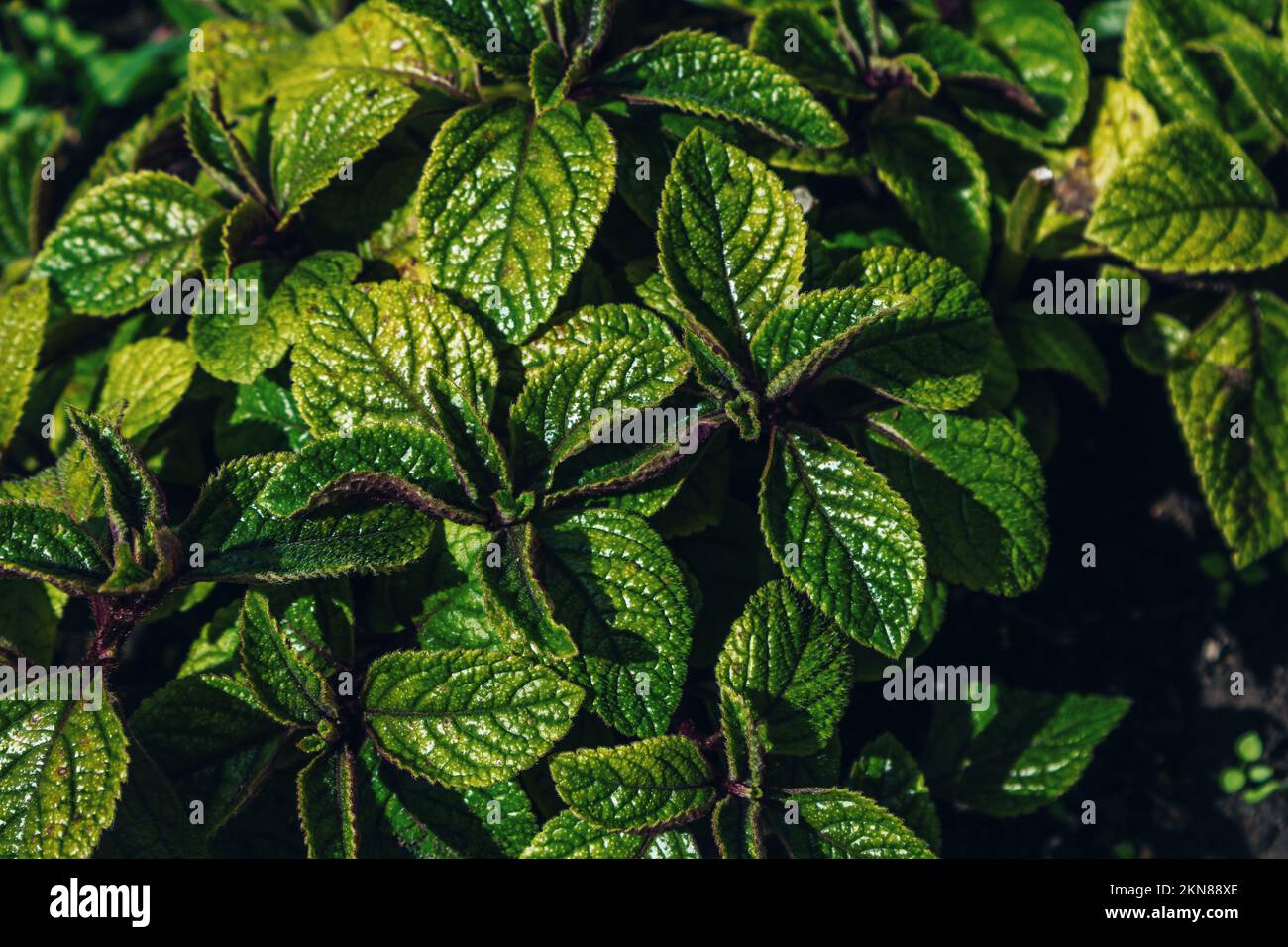 Plectranthus purpuratus o edera svedese - menta decorativa, pianta ibrida, sfondo naturale astratto Foto Stock