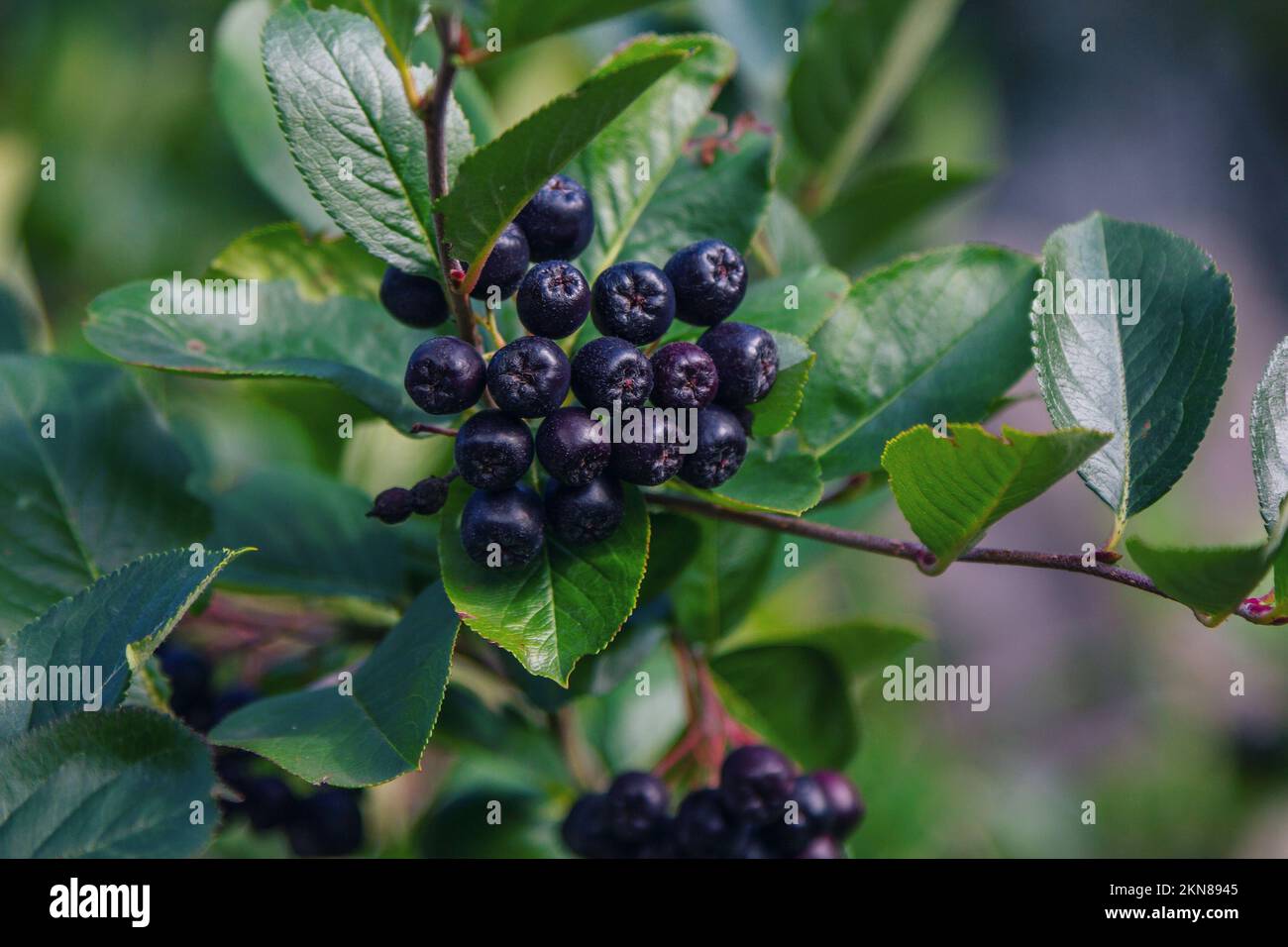 Ramificazione con bacche mature di Aronia melanocarpa, chiamata il cespuglio nero di chokeberry, che cresce nel giardino Foto Stock