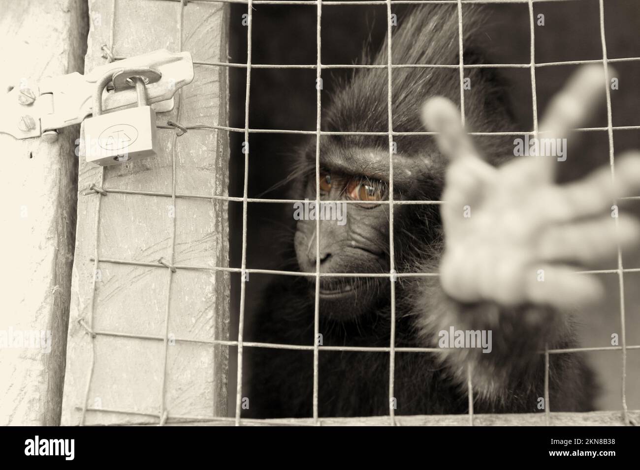 Una scimmia (macaca nigra) in gabbia dietro una rete di ferro con un piccolo lucchetto. Foto Stock