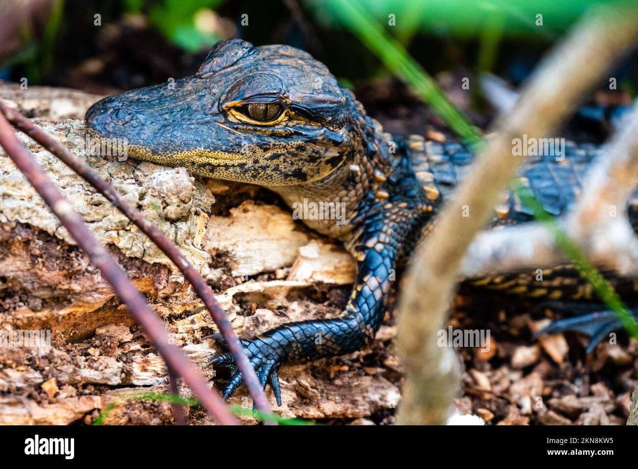 Giovane alligatore americano (Alligator missispiensis) nel Parco Nazionale delle Everglades Foto Stock