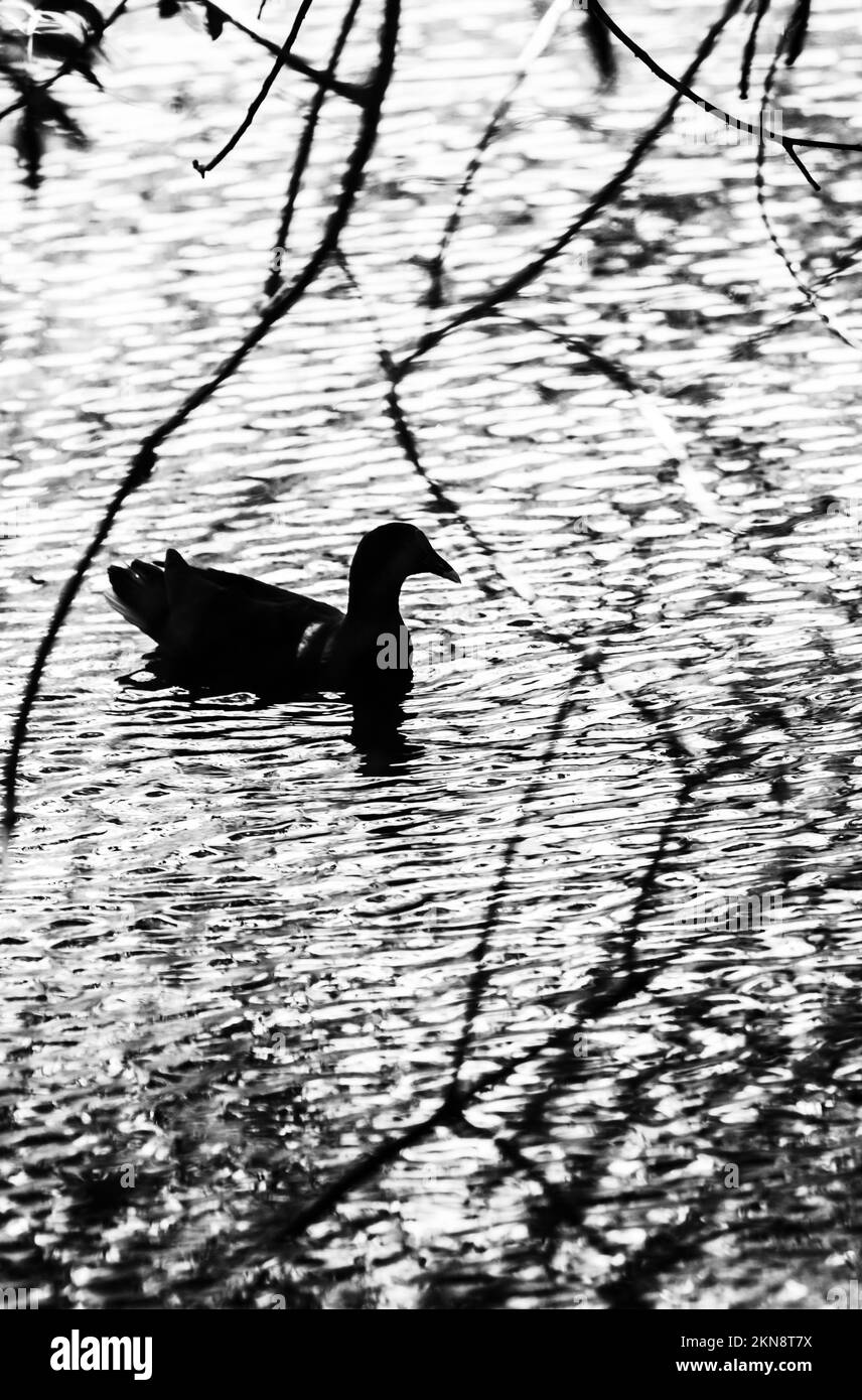 Scenario naturale bianco e nero su un canale di increspature riflettenti, rami intrecciati e uccelli silhouette. Acque silhouette Foto Stock