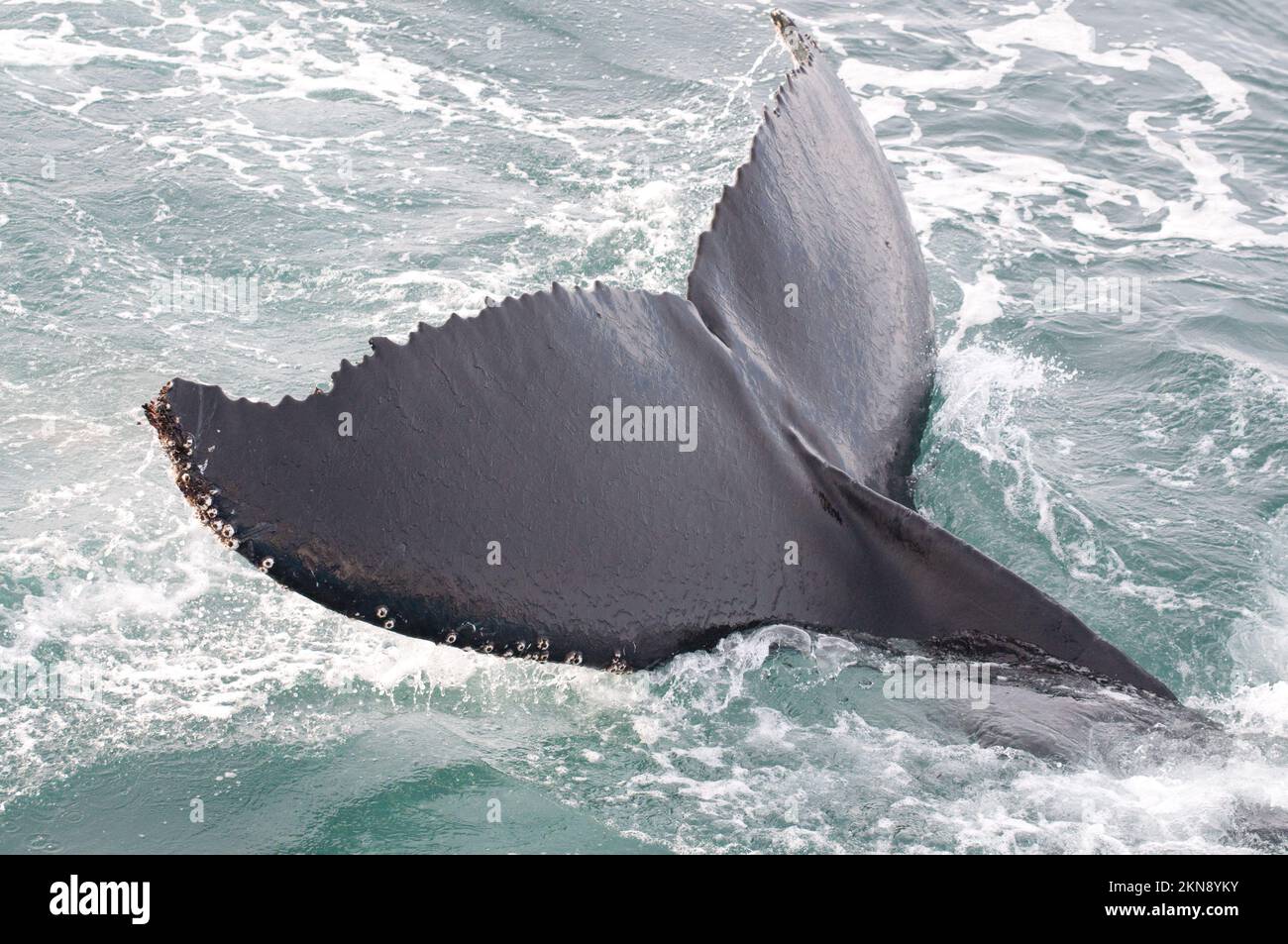 Megattere che affiorano dal mare in Antartide Foto Stock