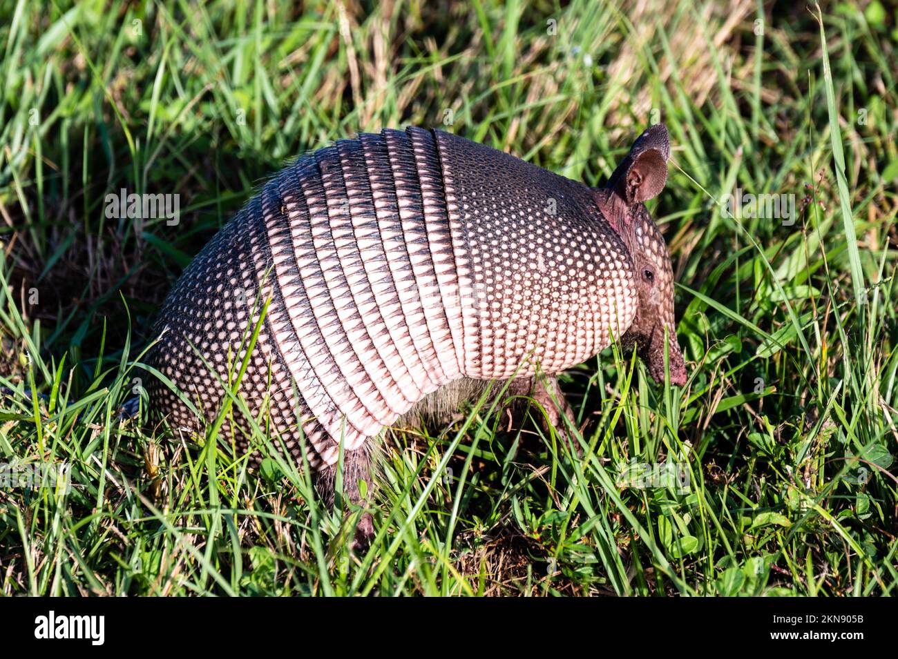 armadillo sull'isola di Merritt in Florida Foto Stock