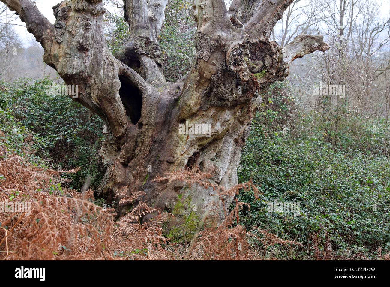 Il vecchio marciume tree Foto Stock