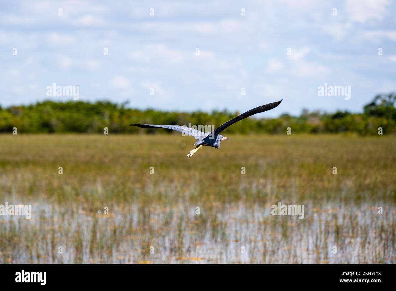 Grande Heron Blu che vola in habitat naturale in Florida. Foto Stock