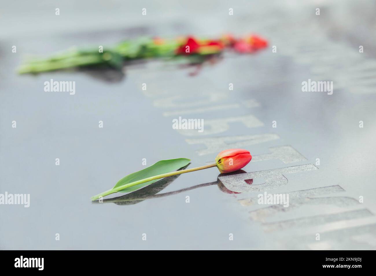 Tulipani rossi su una stele a quelli uccisi nella seconda guerra mondiale Foto Stock