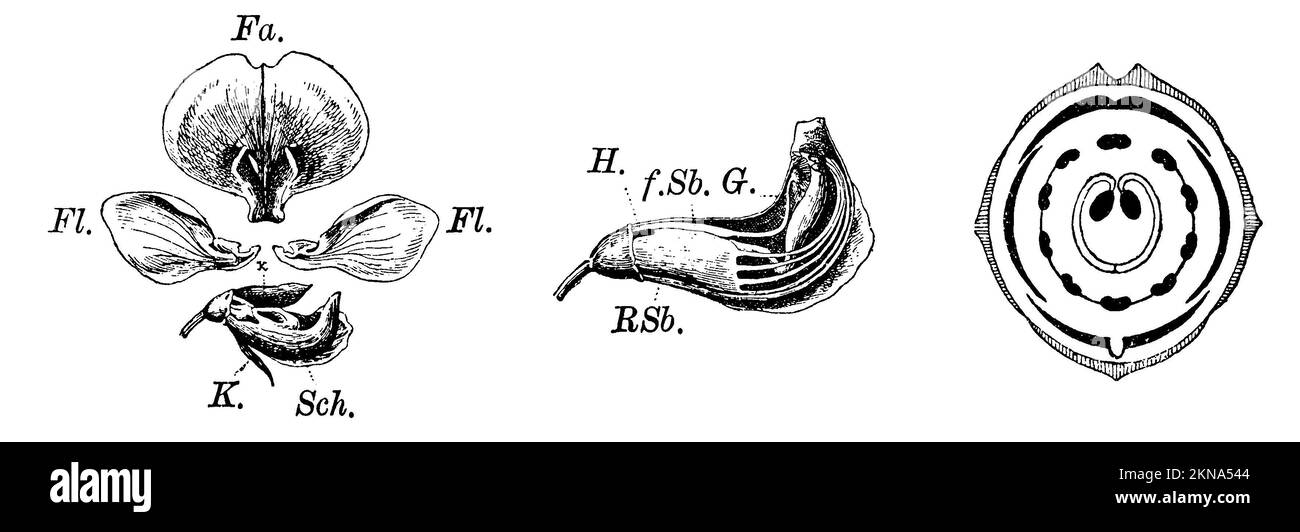 Piselli, fiori di piselli, a sinistra: Sezionati in parti singole, fa. allarme, fl. ala, sh. Navetta, k. calyx (parte anteriore rimossa), centro: Navetta aperta, p. pistil, tubo r.sb. Di 9 stampini fusi, f.sb. Stampino libero, h. accesso al miele, destra: Contorno fiore., Pisum sativum, anonym (libro botanica, 1909), Erbse, Erbsenblüte, Links: In einzelne Teile zerlegt, fa. Fahne, Florida Flügel, Ses. Schiffchen, K. Kelch (vorderer Teil entfernt), mitte: geöffnetes Schiffchen, G. Griffel, R.Sb. Röhre aus 9 verwachsenen Staubblättern, f.Sb. Freies Staubblatt, H. Zugang zum Honig, rechts: Blütengrundriss, poi cultivé, , p Foto Stock