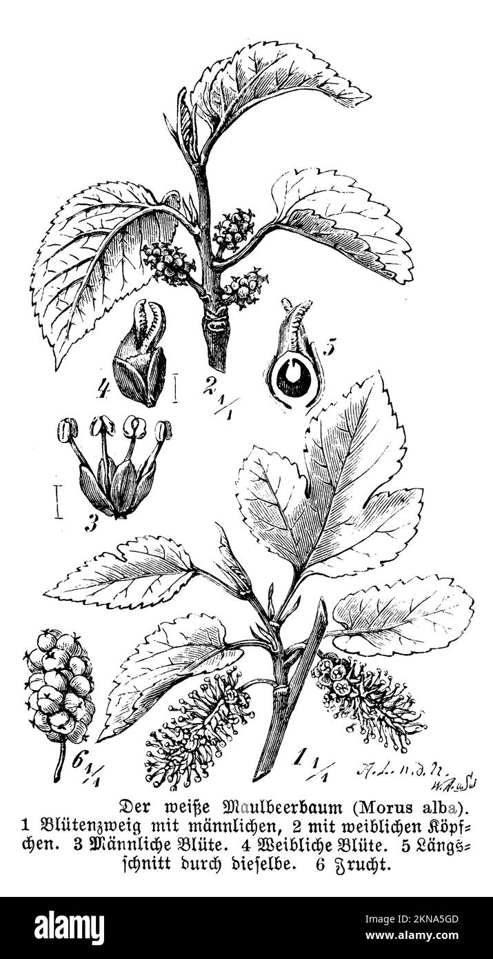 White Mulberry, Morus alba, W. A[arland] u. Sohn und A. L[ütke] n.d.N. (libro botanico, 1888), Weiße Maulbeere, Mûrier blanc Foto Stock