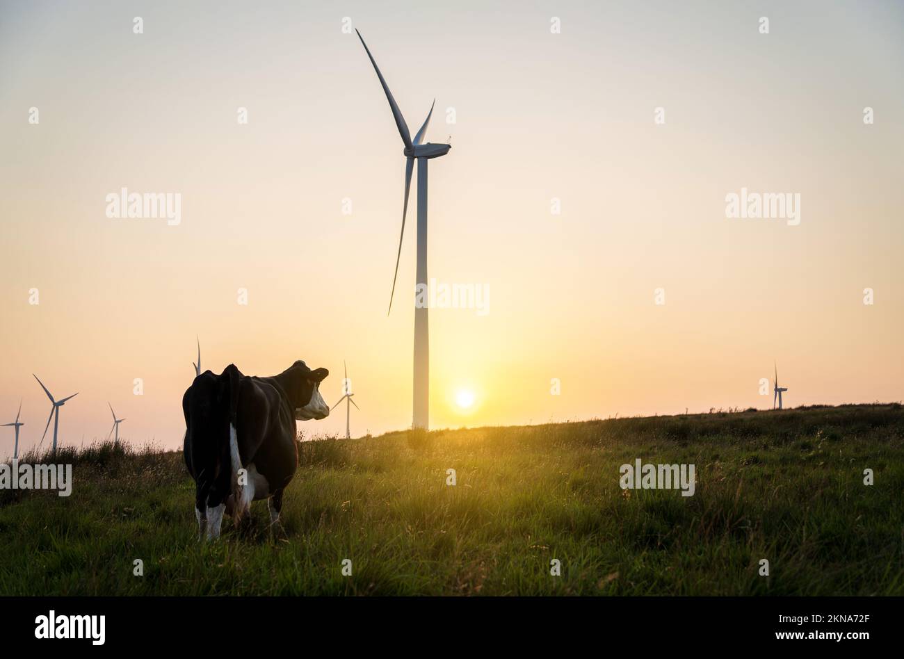 Mucca e turbine eoliche al tramonto. Le turbine interessano il bestiame e l'agricoltura, l'energia eolica e l'agricoltura, i problemi ambientali, gli impatti ambientali dei bovini da latte, il concetto di sostenibilità. Foto Stock