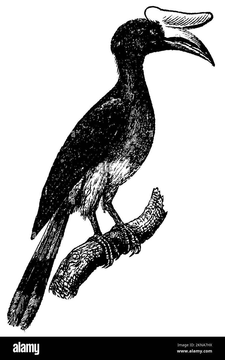 Grande Hornbill, Buceros bicornis, Anonym (libro di biologia, 1861), Doppelhornvogel, Calao bicorne Foto Stock