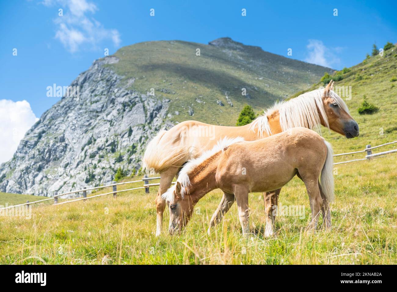 Haflinger pascolo sul campo contro il cielo. Merano, Italia Foto Stock