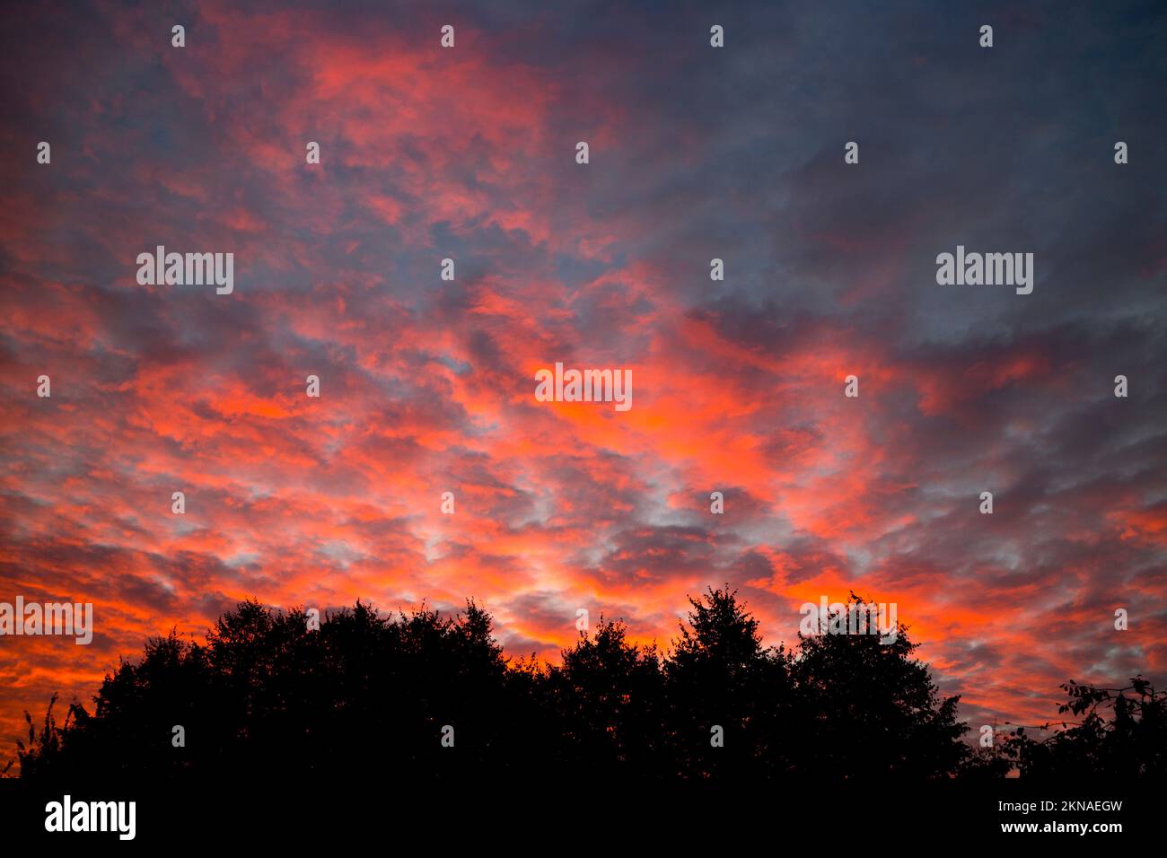 Un cielo all'alba sopra gli alberi, Warwickshire, Regno Unito Foto Stock