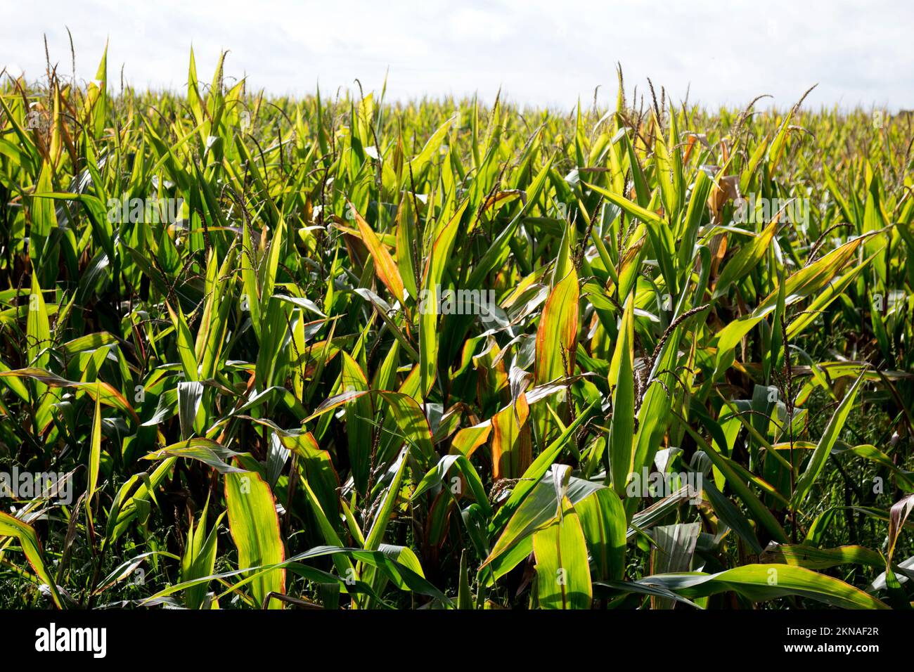 Un raccolto di mais dolce, Warwickshire, Regno Unito Foto Stock