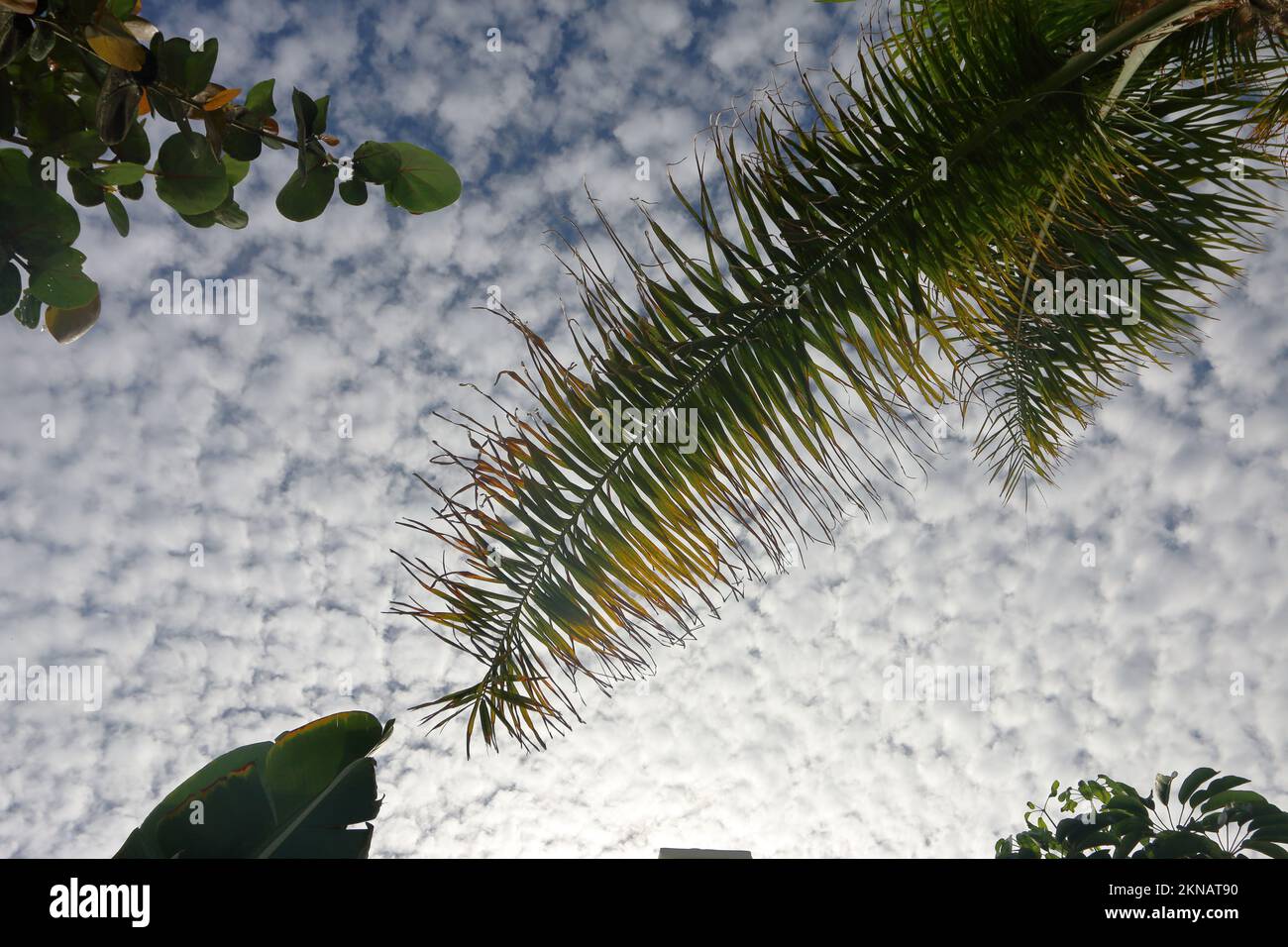 guardando in alto, piantare foglie contro un cielo nuvoloso Foto Stock