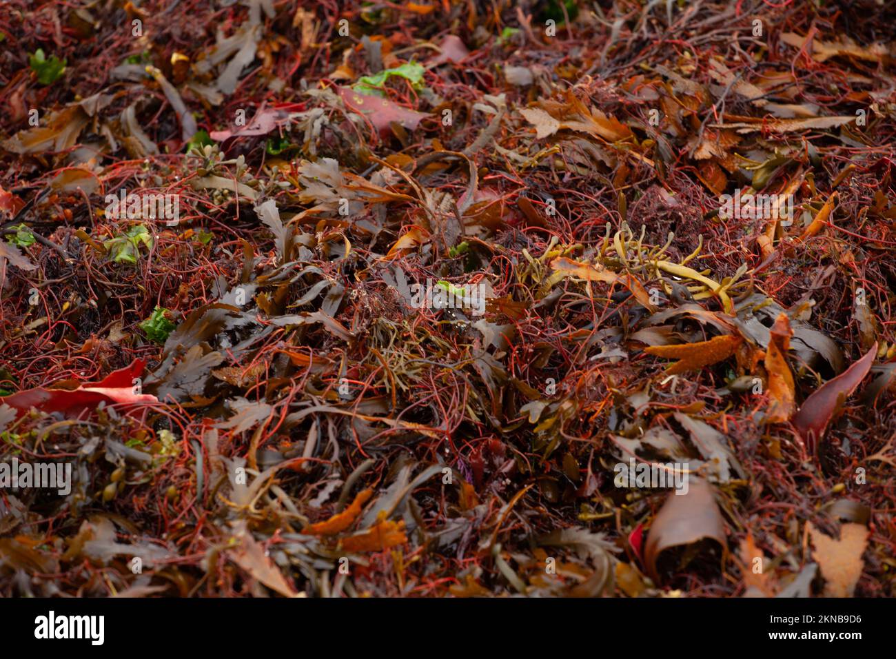 Primo piano alghe di mare, sono rosso arancio rosa giallo marrone verde, tutte le forme sulla spiaggia. Foto Stock