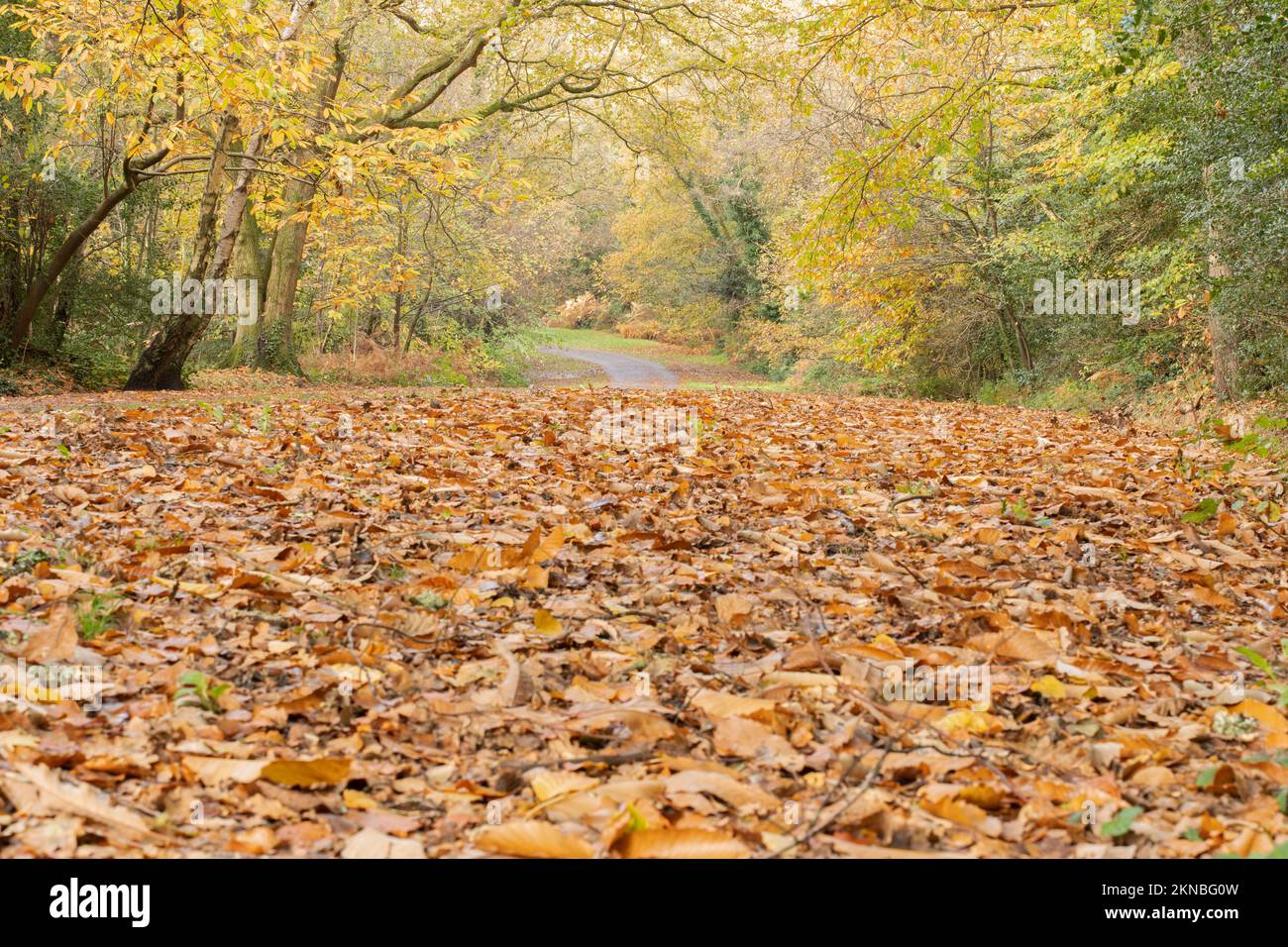 Autunno su Southampton Common, Hampshire, Regno Unito Foto Stock