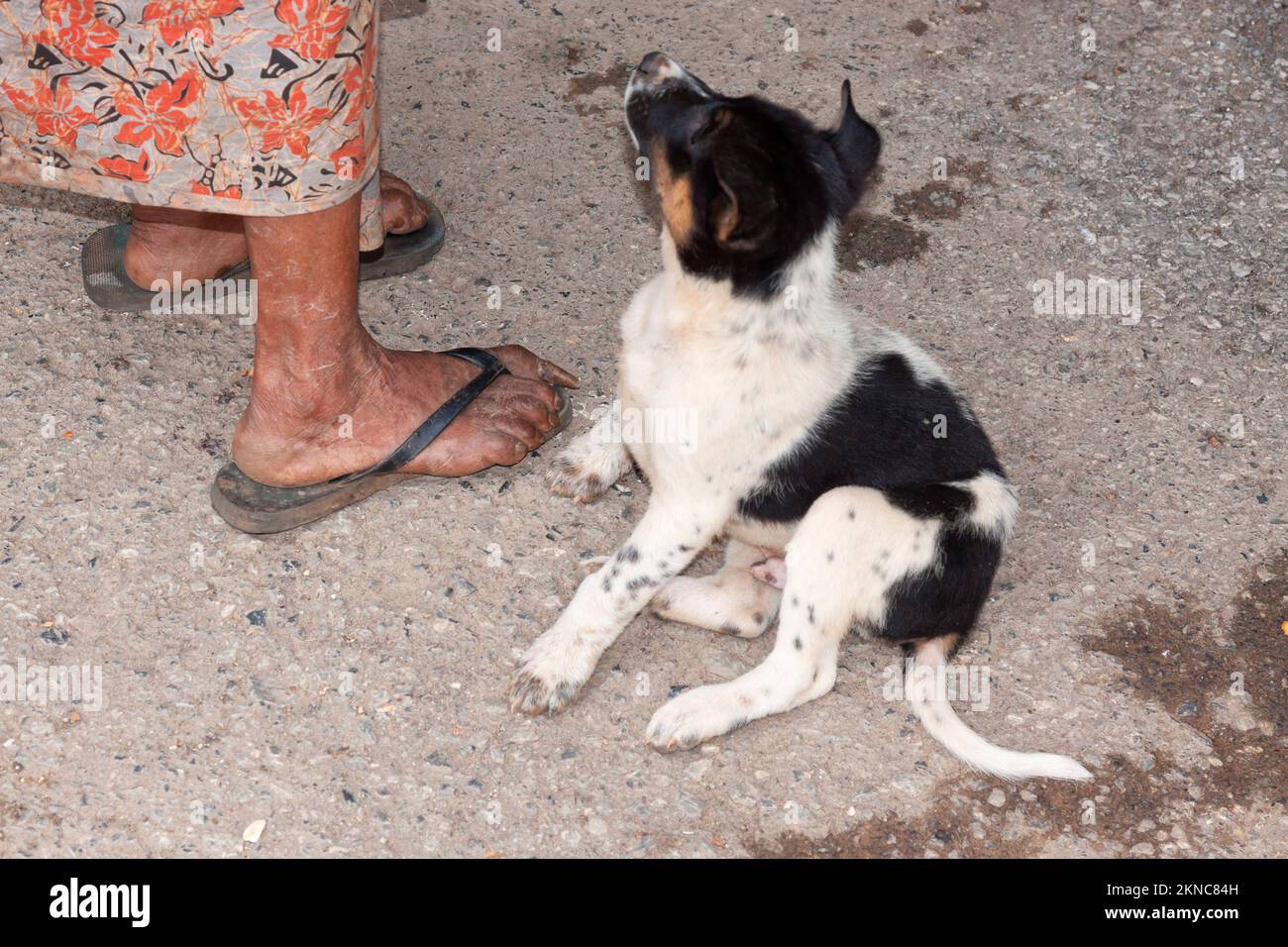 Il cucciolo si trova tra i piedi di una vecchia donna birmana con unghie brune molto lunghe, Mandalay, Myanmar, Birmania, Asia sudorientale Foto Stock